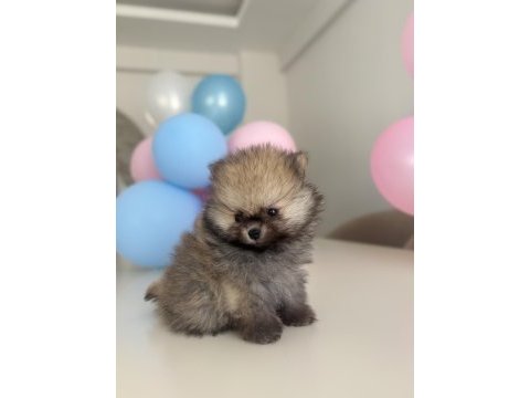 Show kalite pomeranian boo