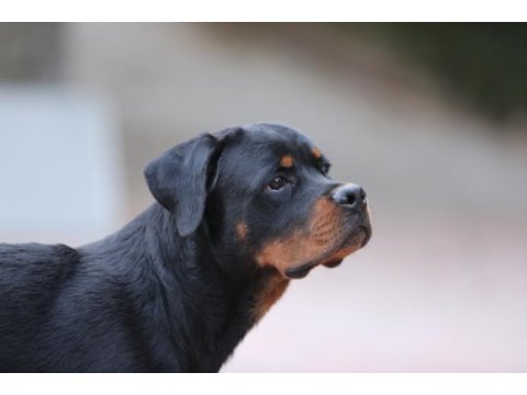 A şecereli 8 aylık dişi rottweiler