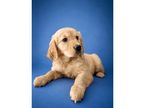 Kıng sıze orjınal golden retriever yavrumuz