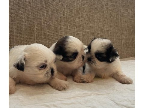 Shih tzu bebekleri
