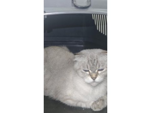 British longhair kedisi