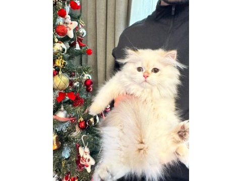 British longhair 2,5 aylık