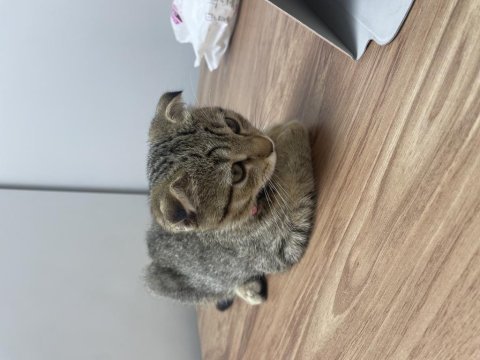 Scottish fold yavrumu sahiplendiriyorum