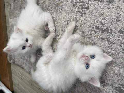 British longhair yavrular