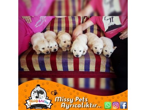 Golden retriever baby face safkan