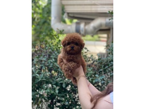 Oyuncak değil gerçek 3 aylık kore poodle güzelleri