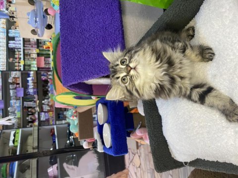 Brıtısh longhair tabby yavru