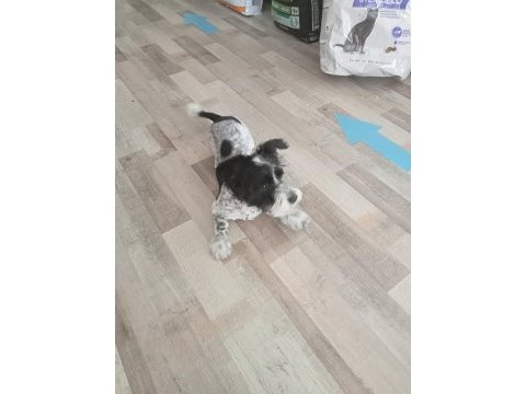 4 aylık dişi melez köpeğimiz
