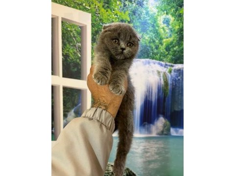 2 aylık british shorthair yavrular
