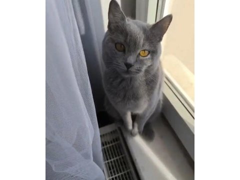 British shorthair prensesimize sahip aranıyor