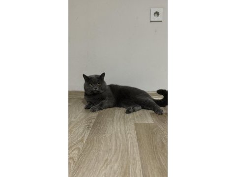 British shorthair çiftleştirme