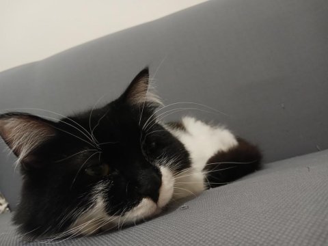 Kedimiz yaman 3 yaşında maine coon