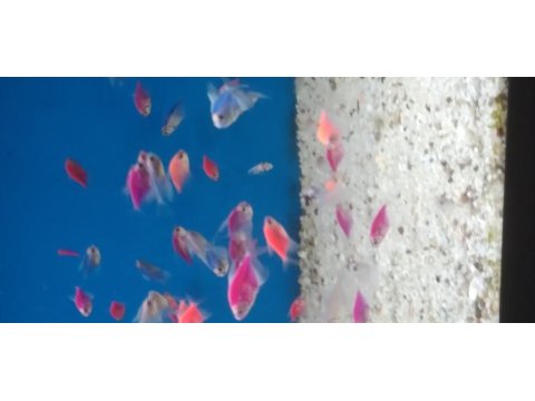 Transgenetik tetra