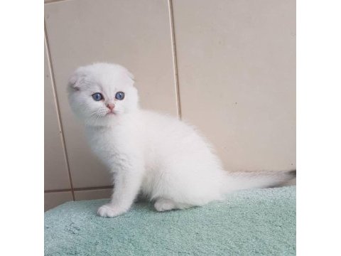 Bebek surat silver scottish fold 