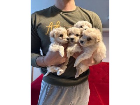 Maltipoo yavrularımız uygundur