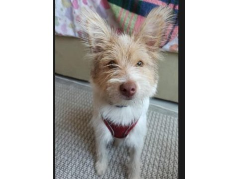 Sahiplendireceğim köpeğim çalıştığım için