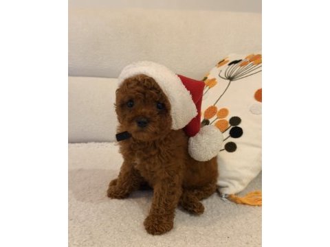 Kore kan toy poodle