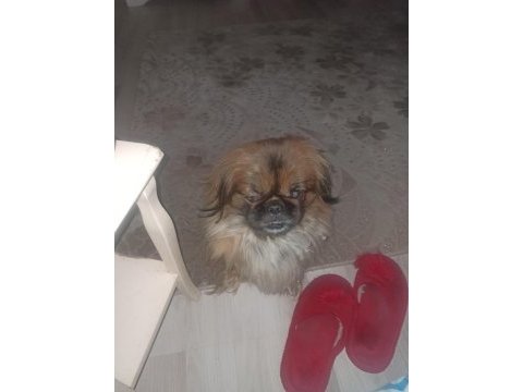 Pekinez köpeğimizi ücretsiz sahiplendirmek istiyoruz