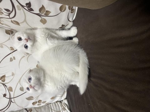 Scottish fold yavruları