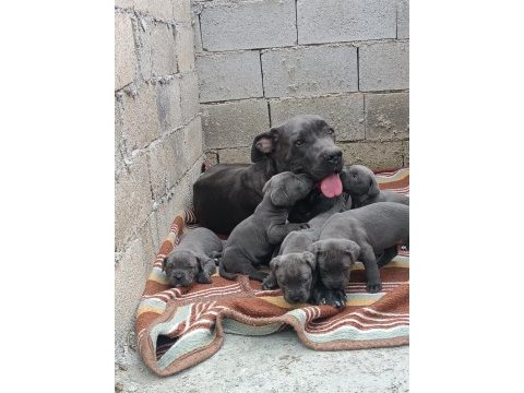 Cane corso 6 erkek ve 4 dişi