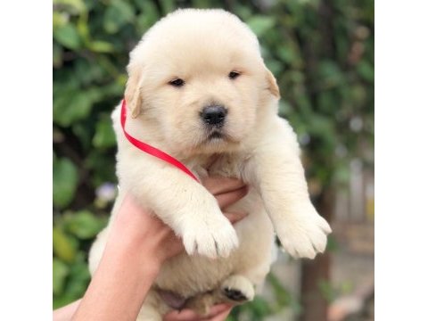 Golden retriever yavrularımız