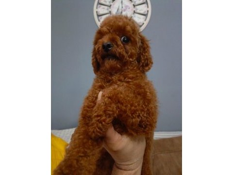 Yetişkin kore dişi poodle