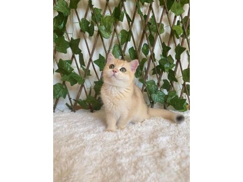 British shorthair golden ny12 dişi