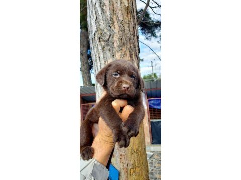 Labrador yavruler
