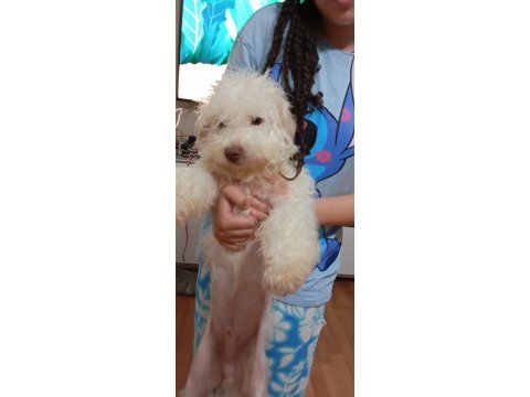 Beyaz maltipoo köpeği