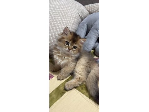 British longhair yavrular ırkının en kalitelisi