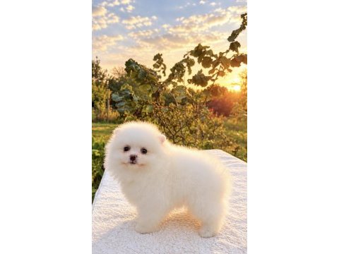 Kusursuz karbeyaz dişi pomeranian boo