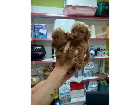Toy poodle yavrular ırk sağlık garantili