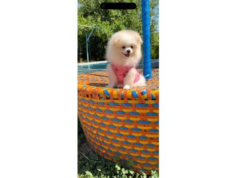 Pomeranian gülen surat