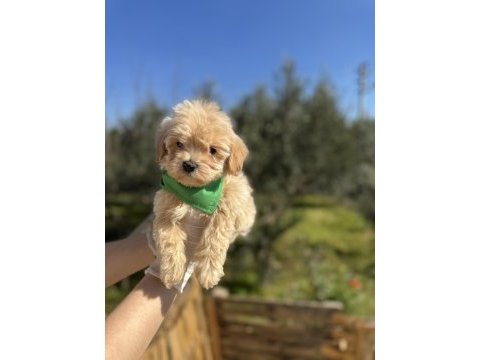 Orijinal maltipoo erkek yavrumuz
