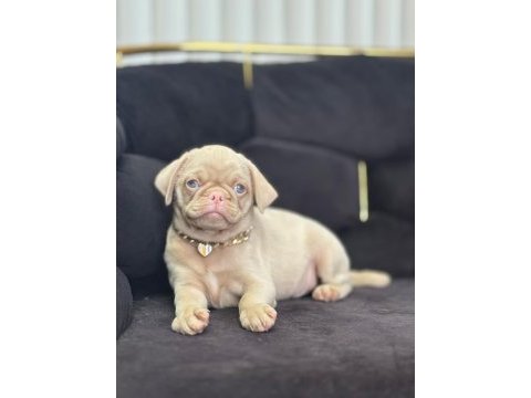 Nadir bulunan exzotic pink pug yavrumuz