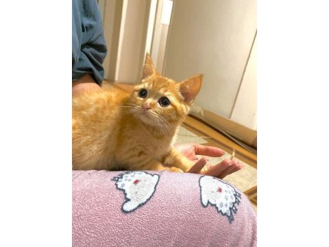 Golden british shorthair erkek yavru
