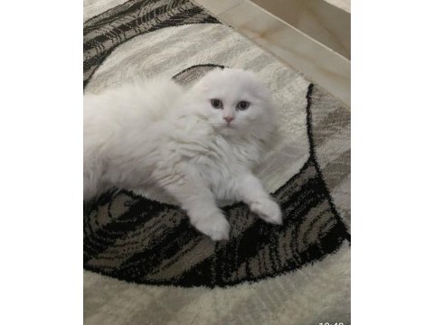6 aylık erkek scottish fold
