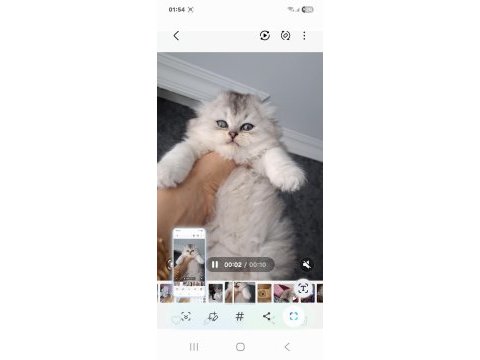 Çok sağlıklı british longhair