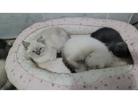 A kalite british shorthair yavrular