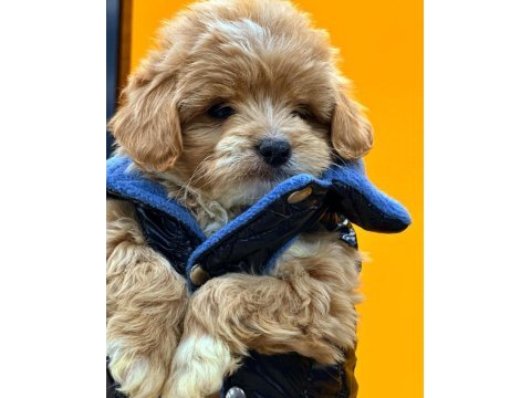 Tcup maltipoo red yavrular