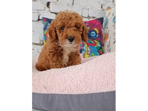 Poodle çift renk