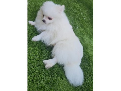 Pomeranian beyaz erkek çok tatlı