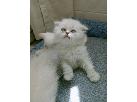 Mavi gözlü british longhair bebeğim