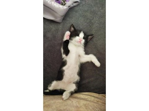 1.5 aylık dişi bebek smokin