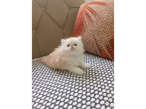 İran persian orijinal yavrular