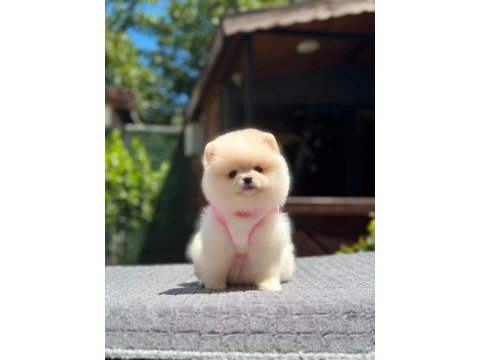 Sağlık ve ırk garantili pomeranian