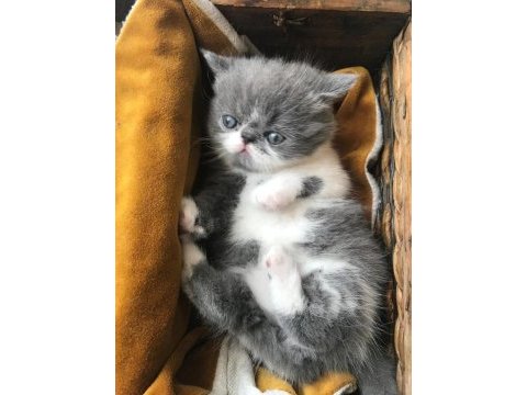 İran egzotik yavrularımız