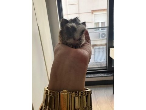 Dişi erkek ginepig (gine domuzu) her ile gönderim var