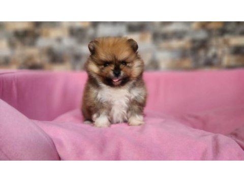 Orijinal pomeranian yavrularımız