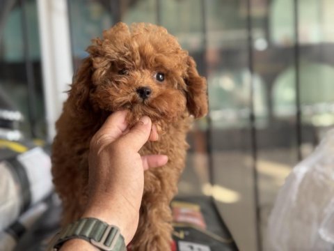 4 aylık 700 gr tea cup kore poodle ziyarete açık